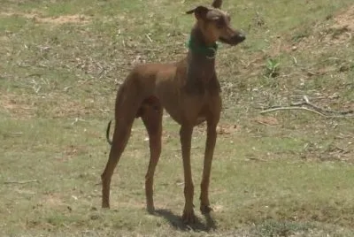 Horned kanni