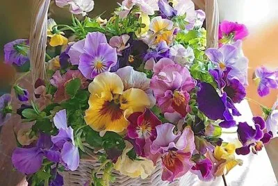 viole