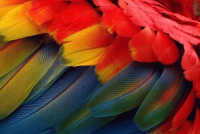 Cores
