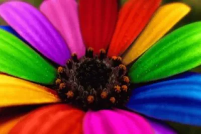 Cores