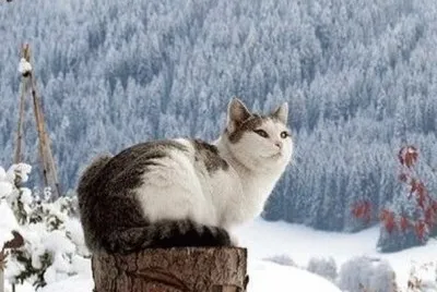 cat