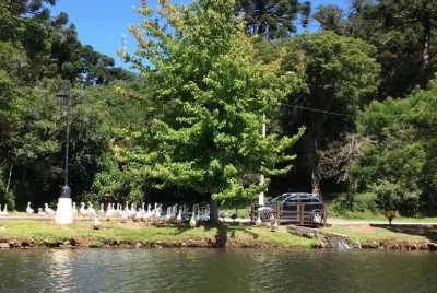 Cisnes no lago