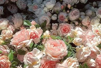 flores