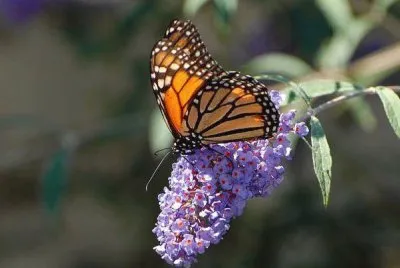 natura