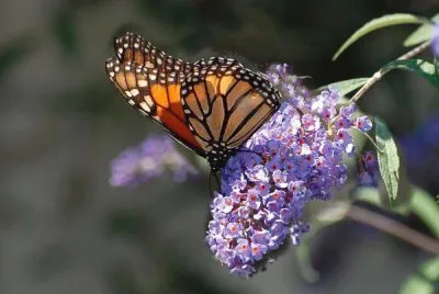 natura