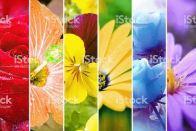 Cores