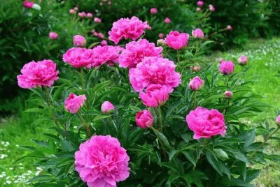 Pivoines