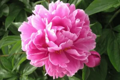 Pivoine
