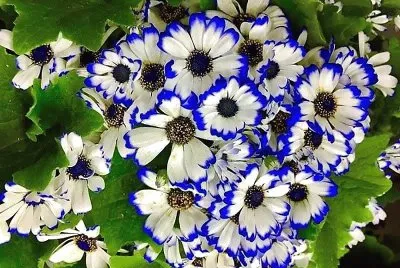 flores