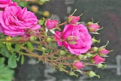 flores