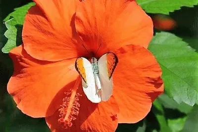 flores