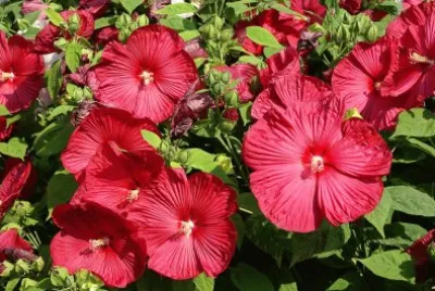 Hibiscus