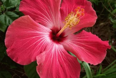 Hibiscus