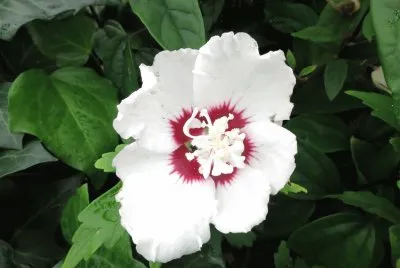 Hibiscus