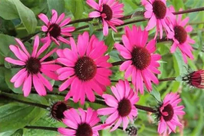 flores