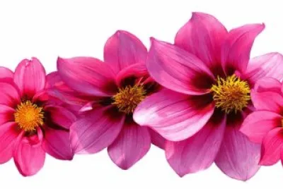 fiori