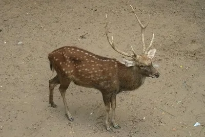 Sika del vietman