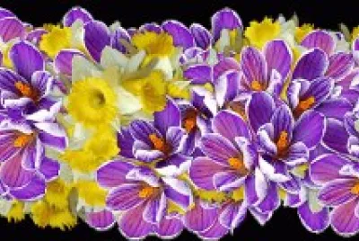 flores