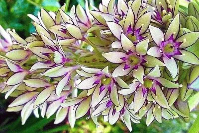 flores