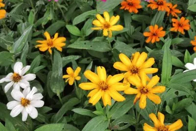 flores