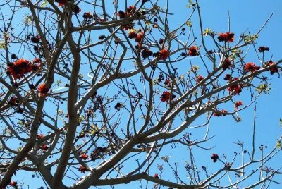 arbol coral jigsaw puzzle