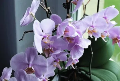 flores jigsaw puzzle