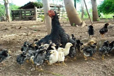 mamÃ¡ gallina