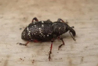 Hylobius pinastri