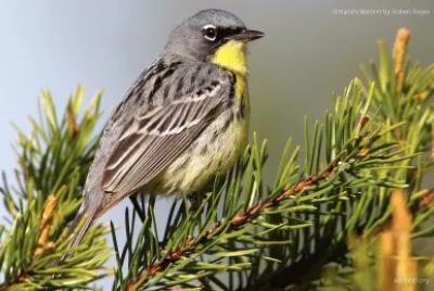 natural jigsaw puzzle