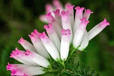 flores jigsaw puzzle