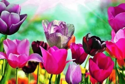 flores