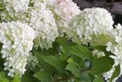 flores jigsaw puzzle