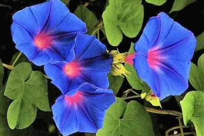 flores