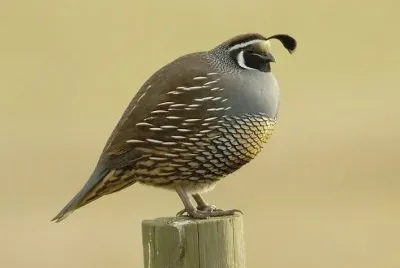California quail jigsaw puzzle