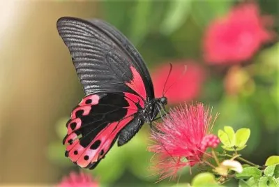 natural jigsaw puzzle