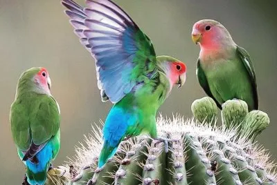 natural