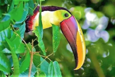 natural jigsaw puzzle