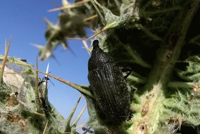 Larinus latus