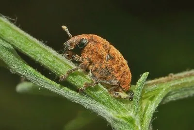 Larinus optusus