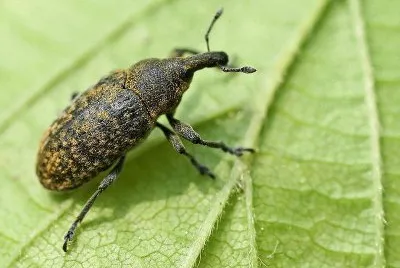 Larinus planus jigsaw puzzle