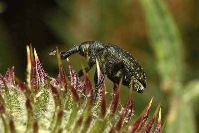 Larinus pollinis