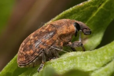 Larinus genus