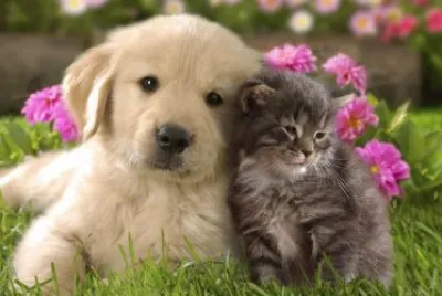 2 amis