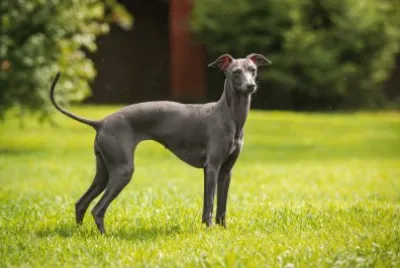 Grey hound