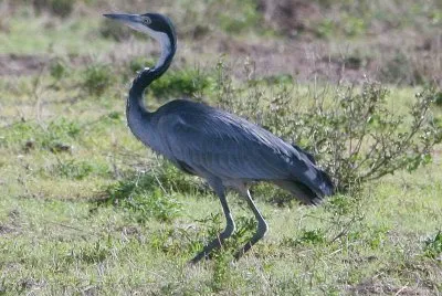 Ardea melanocephala