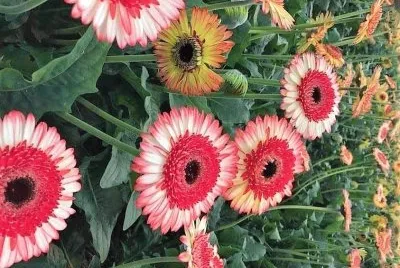 flores jigsaw puzzle