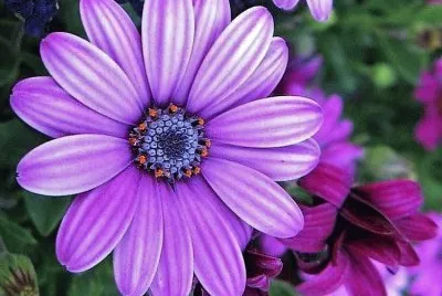 flores jigsaw puzzle