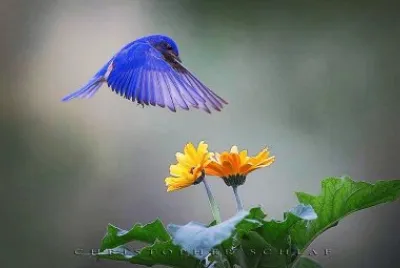 natural jigsaw puzzle