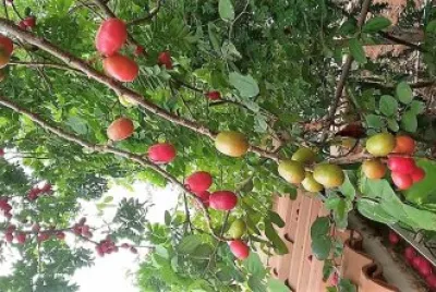 natural jigsaw puzzle