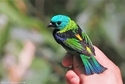 natural jigsaw puzzle